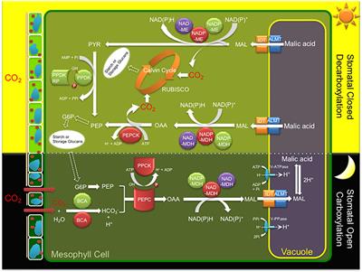 Laying the Foundation for Crassulacean Acid Metabolism (CAM) Biodesign: Expression of the C4 Metabolism Cycle Genes of CAM in Arabidopsis